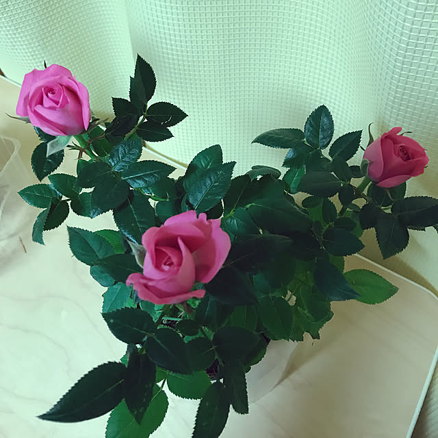 collonさんの実例写真