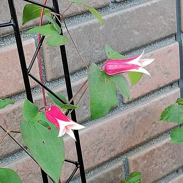 kiraさんの部屋