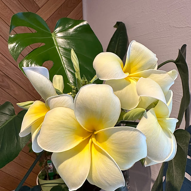 coco.meruさんの実例写真