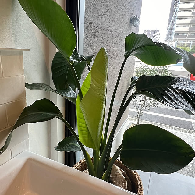 lrikaさんの部屋