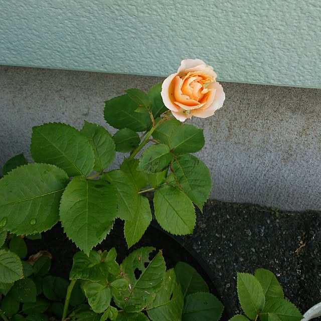 実例写真