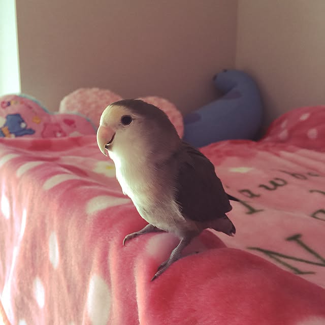 Chicoさんの実例写真