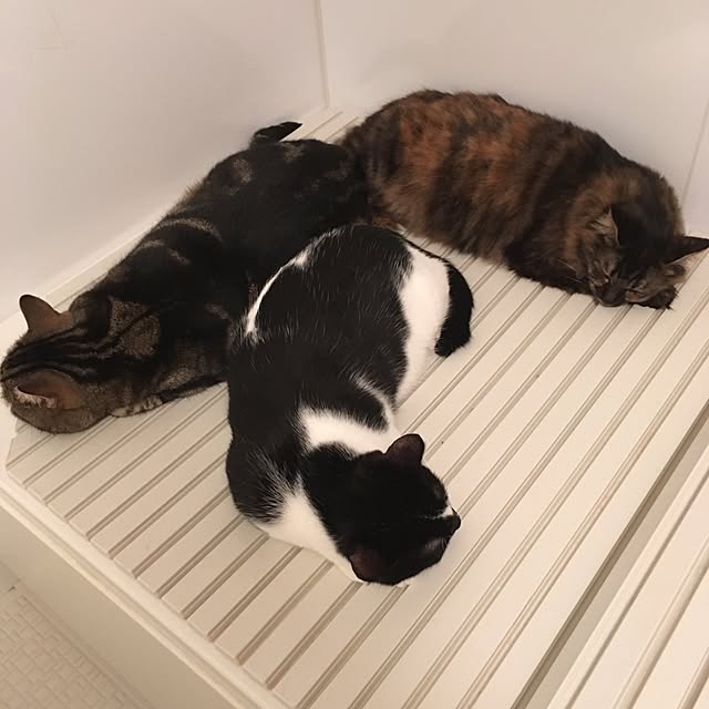 mikomaruさんの実例写真