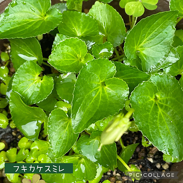 buchiさんの部屋