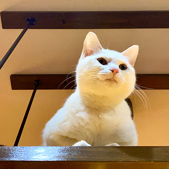 butachanさんの実例写真
