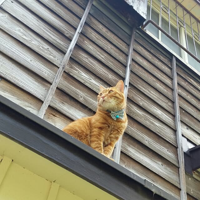 Anmituさんの実例写真
