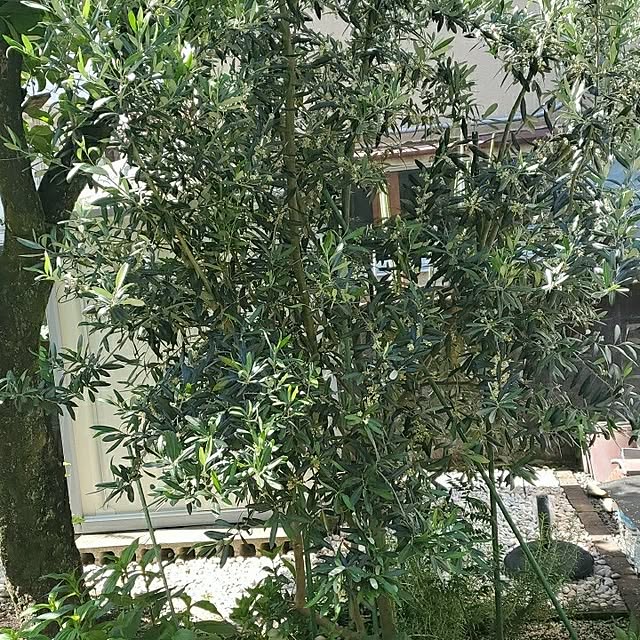 ramuramuさんの部屋