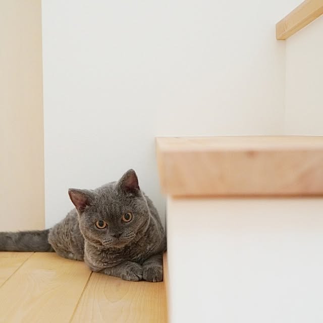 kumako.ieさんの実例写真