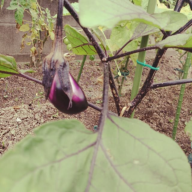 miiiiさんの実例写真