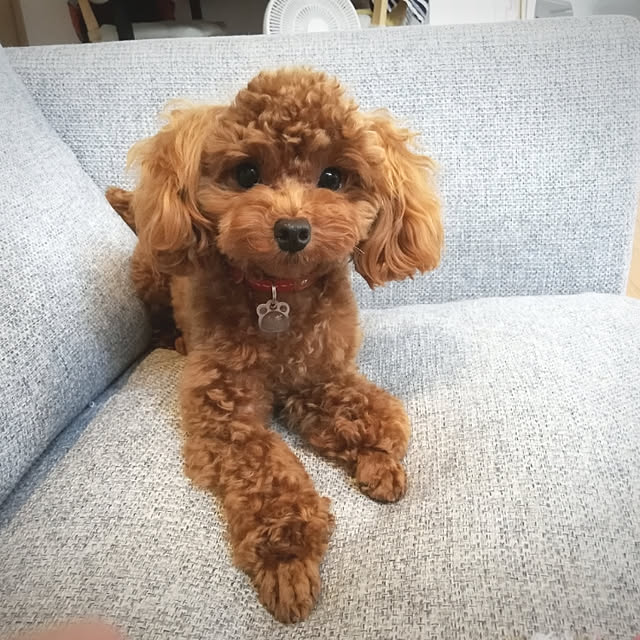ichicoさんの実例写真
