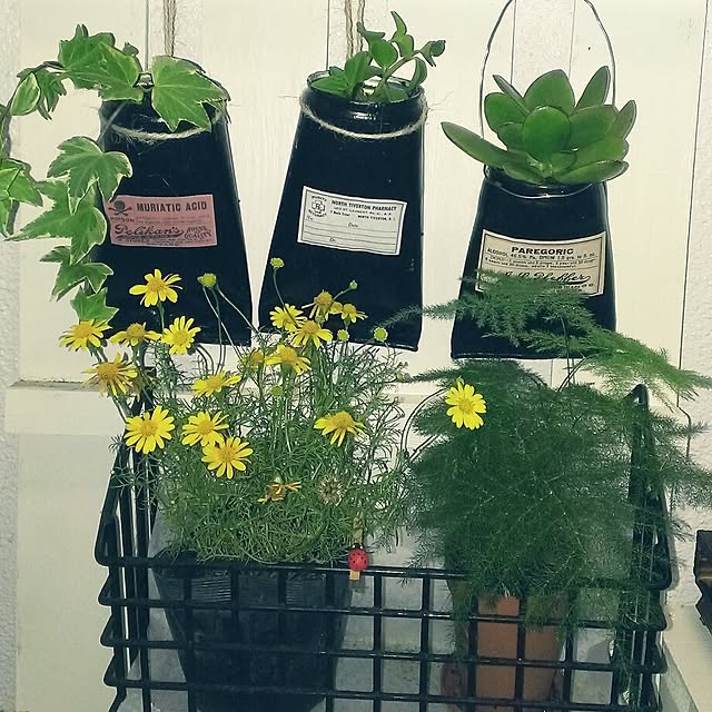 玄関/入り口/植物/多肉植物/リメイクのインテリア実例 - 2014-06-18 17:13:37