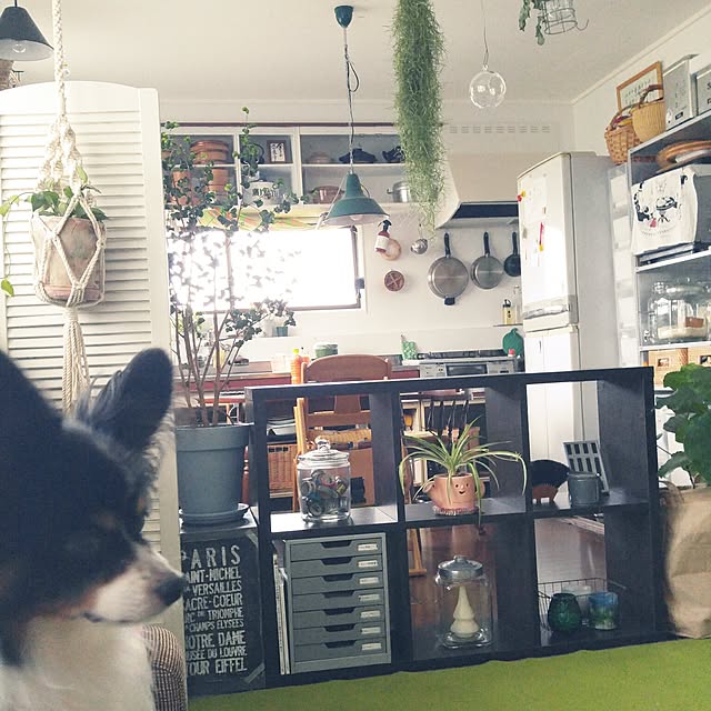 棚/植物のある暮らし/観葉植物/愛犬/平屋...などのインテリア実例 - 2016-10-03 06:56:11