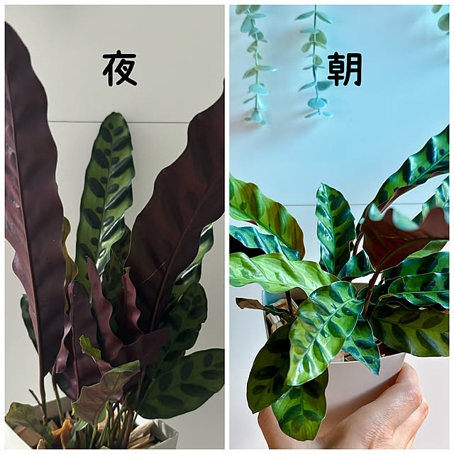 miyuさんの実例写真