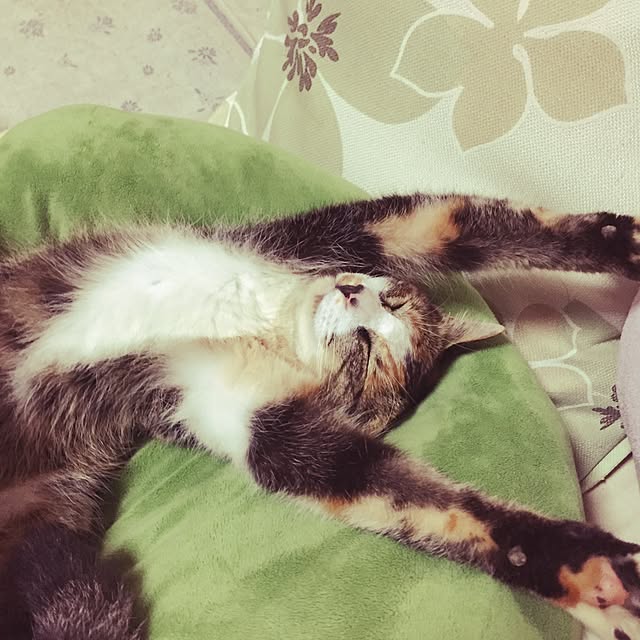 greenさんの実例写真