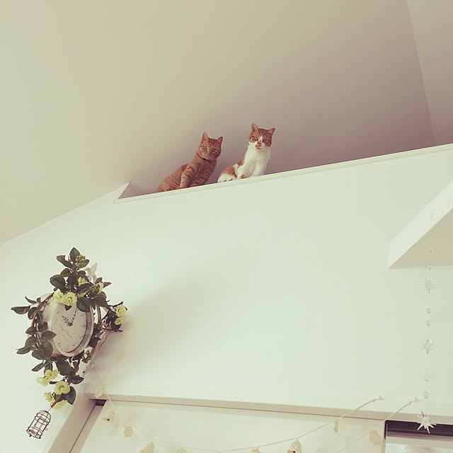 Mi-Koさんの実例写真