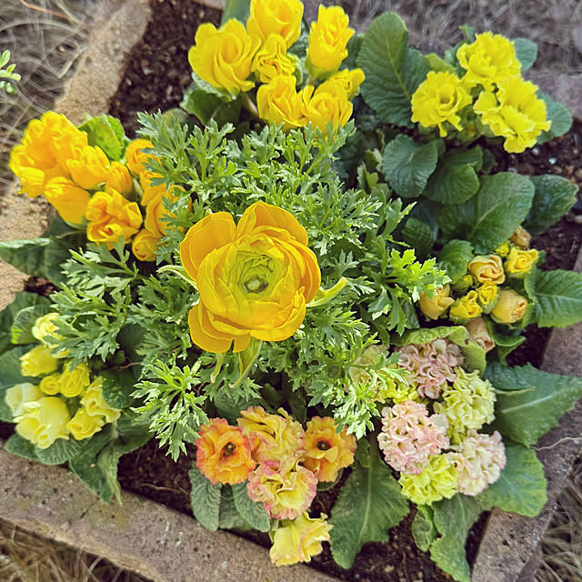 kaochanさんの実例写真