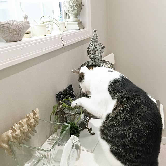 yuchiさんの実例写真