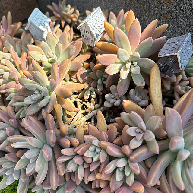 nannoさんの部屋