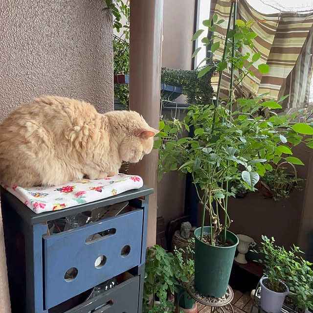 naokoさんの部屋