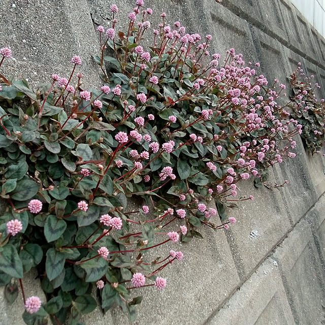 mariagardenさんの実例写真