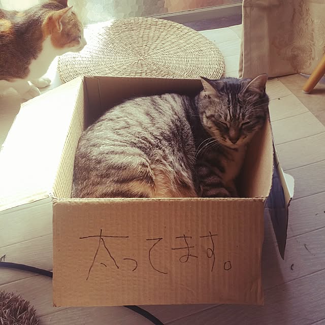 annさんの実例写真