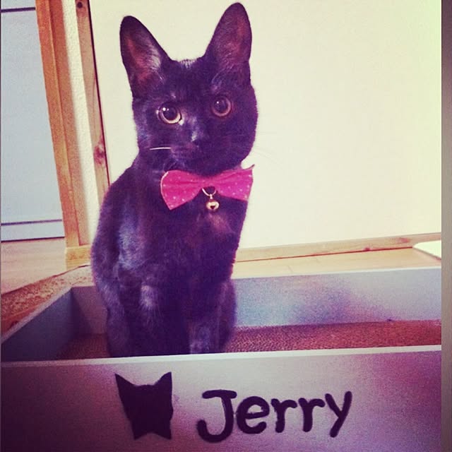 jerryさんの実例写真