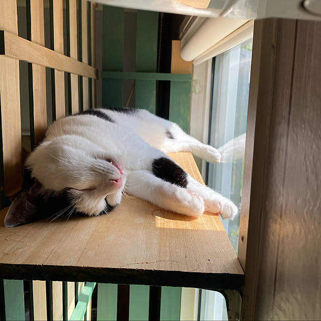 SHIHOさんの実例写真