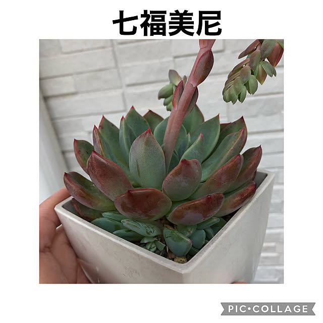 canmilmamaさんの実例写真