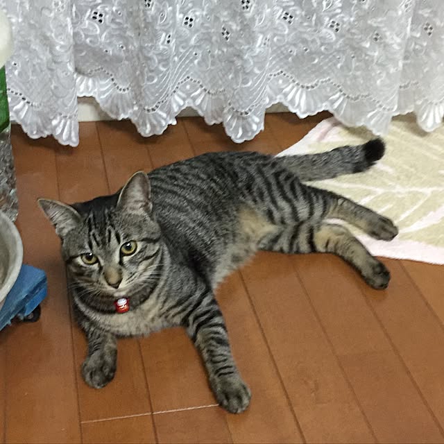 実例写真
