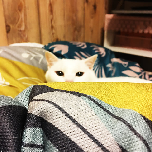 tekokaasanさんの実例写真