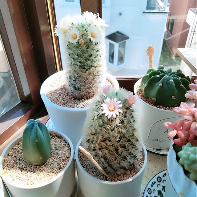 cocomintさんの実例写真