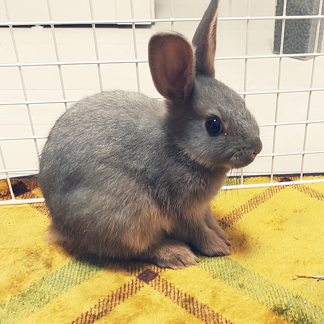 383838さんの実例写真