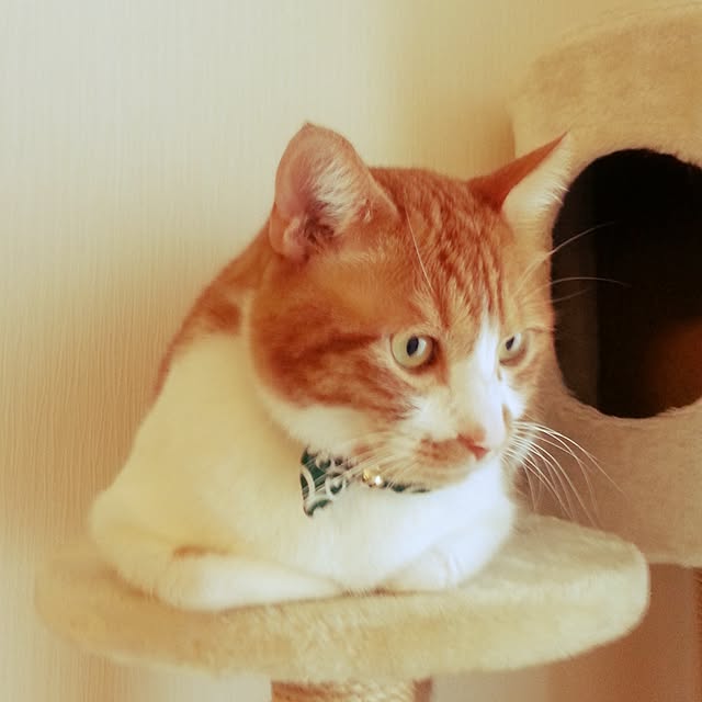 nyanyakoさんの実例写真
