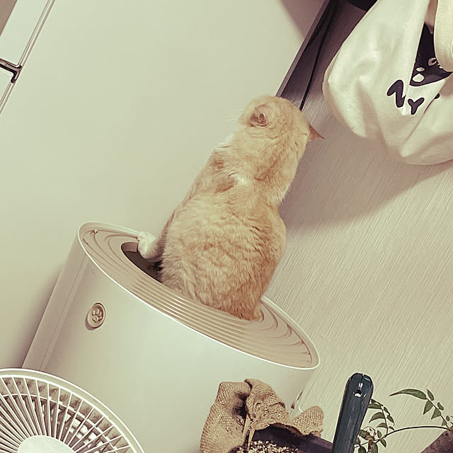 lippieさんの実例写真