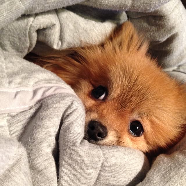 cnobuさんの実例写真