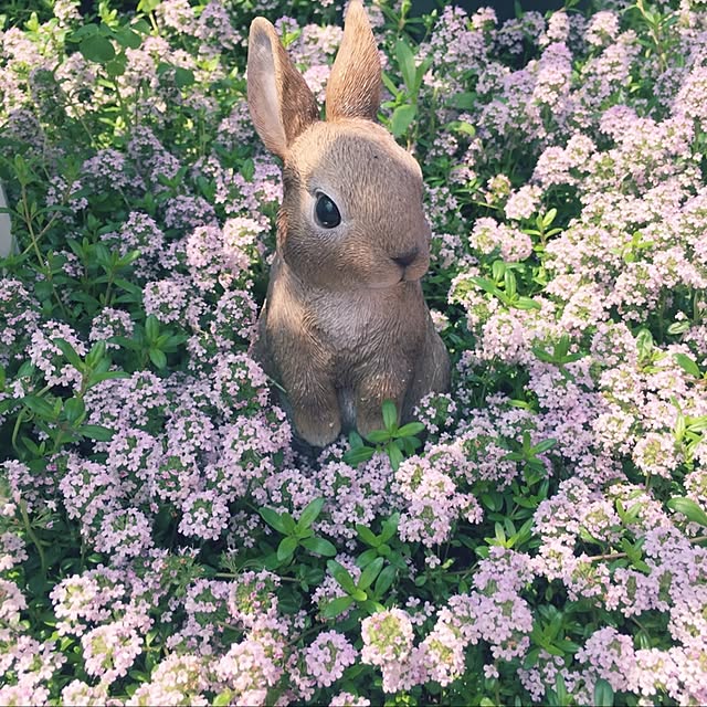 Ringo8chさんの実例写真