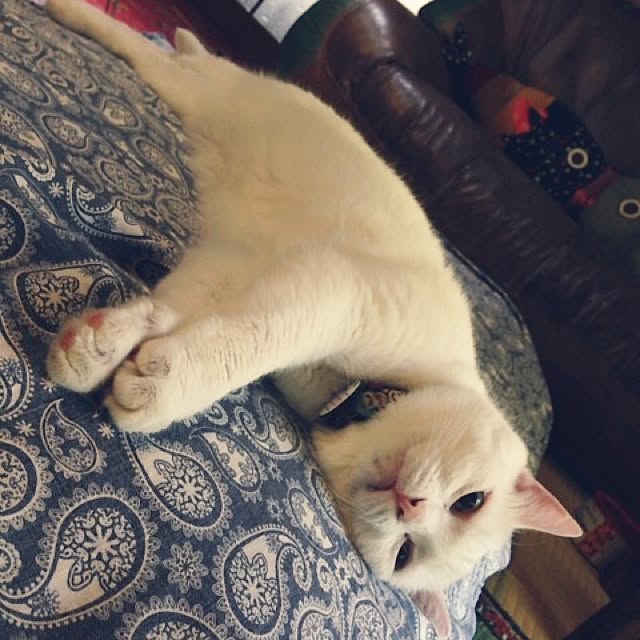matatabi88さんの実例写真