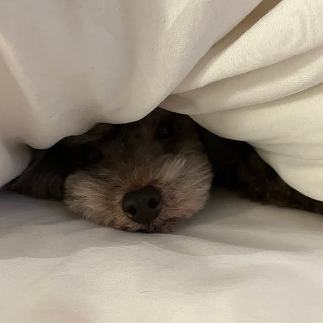 rubyさんの実例写真