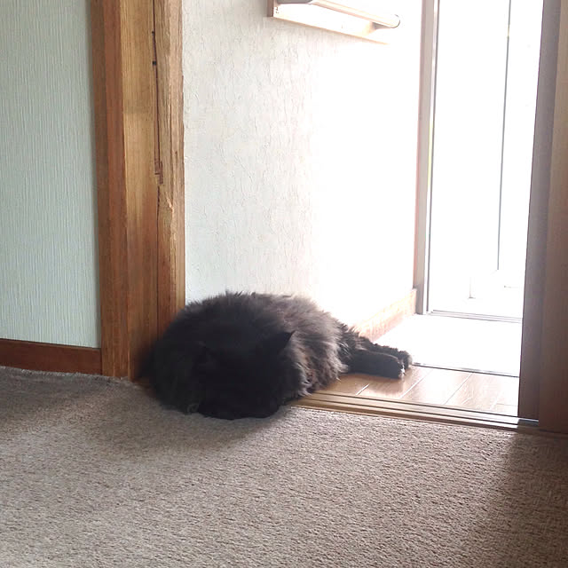 coroさんの実例写真