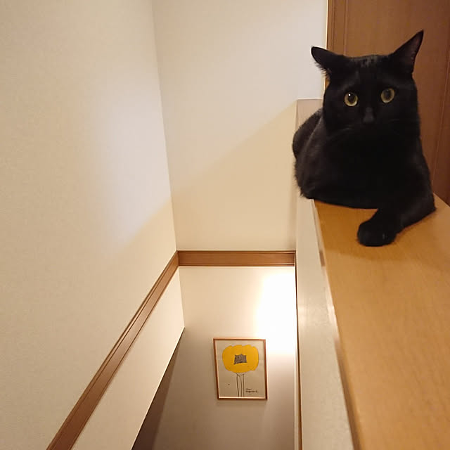 maikyさんの実例写真