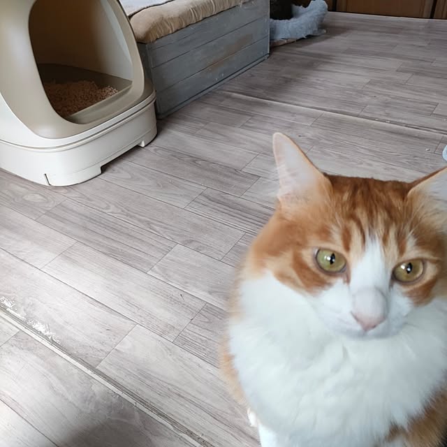 猫のいる日常/ねこと暮らす/猫多頭飼い/ニャンとも/暮らしのハンドブック2024...などのインテリア実例 - 2024-05-12 11:42:14