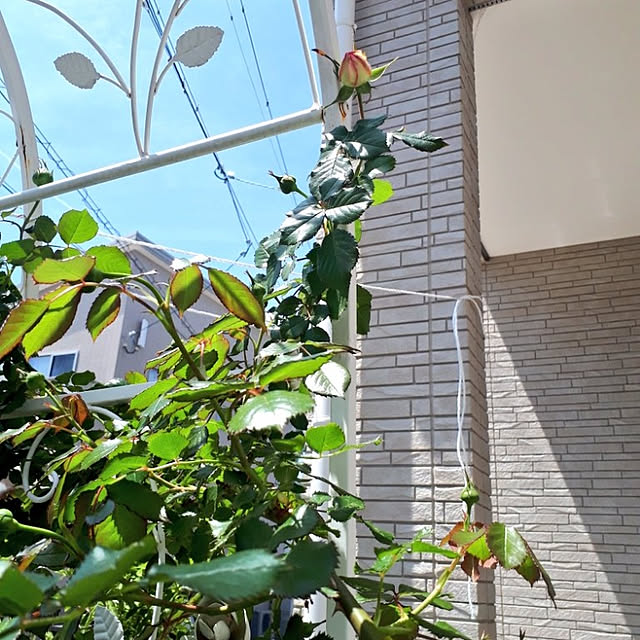 aiさんの実例写真
