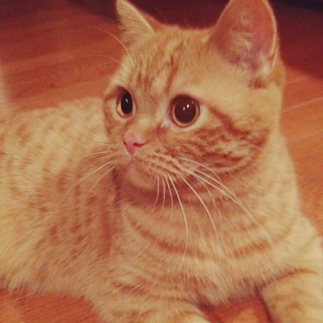 shujiさんの実例写真