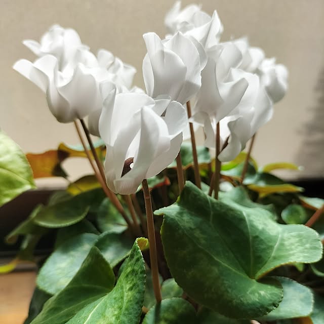 aoiroさんの部屋