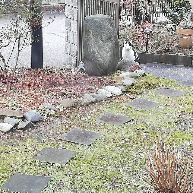 amanojakuさんの実例写真
