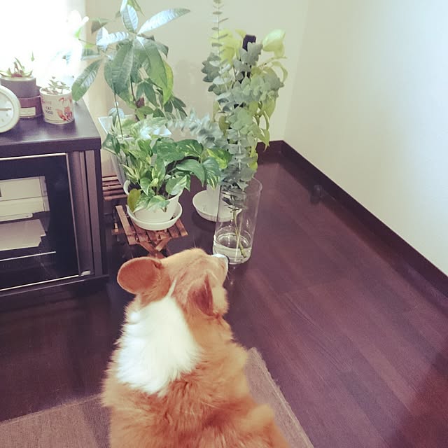 fuutanさんの実例写真