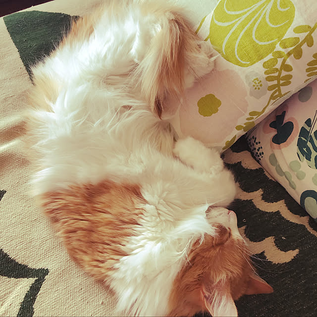 uchidaizuさんの実例写真