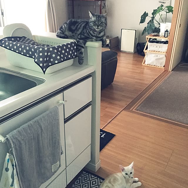 hiyupan88さんの実例写真