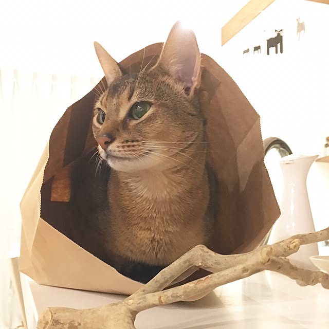 sakineko528さんの実例写真