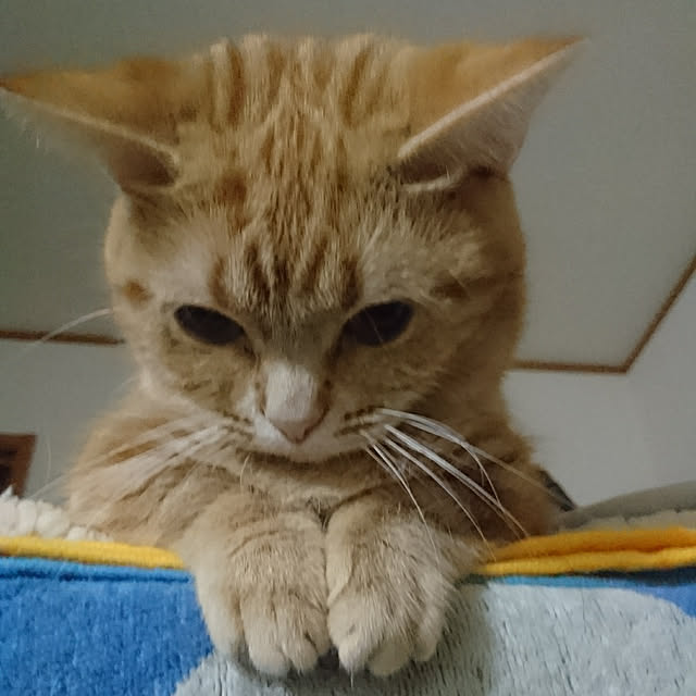 shinobuさんの実例写真